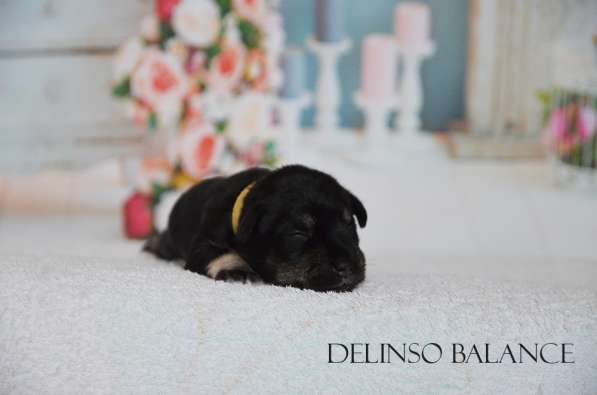 Шикарные щенки цвергшнауцера окраса черный с серебром в фото 30