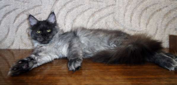 Апельсинки к Новому Году в Рязани фото 109