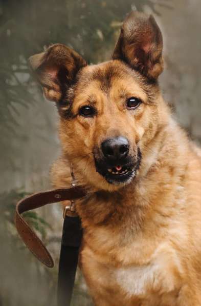 Хороший рыжий пес, лучший друг человека в Санкт-Петербурге фото 23