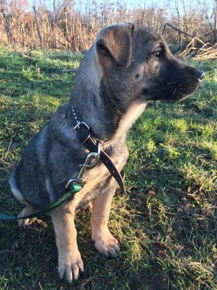 щенки в Москве