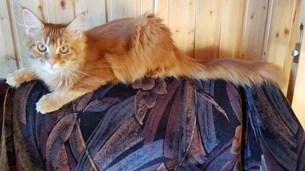 Красная кошечка мейн-кун в Санкт-Петербурге фото 9