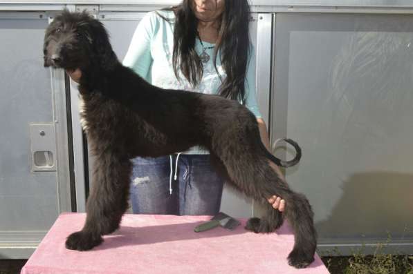 Молодой кобель афганской борзой в Чите фото 18