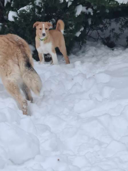 Щенок Каспер в добрые руки в Москве фото 8