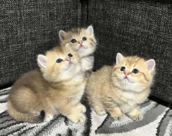 Продаётся котёнок британец! в фото 31