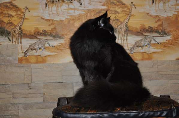 Котята мейн-куна в Калуге фото 10