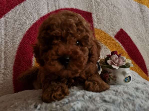 Пудель. Red brown в фото 4