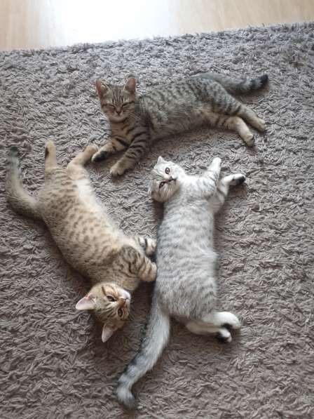 Котята британские в фото 5