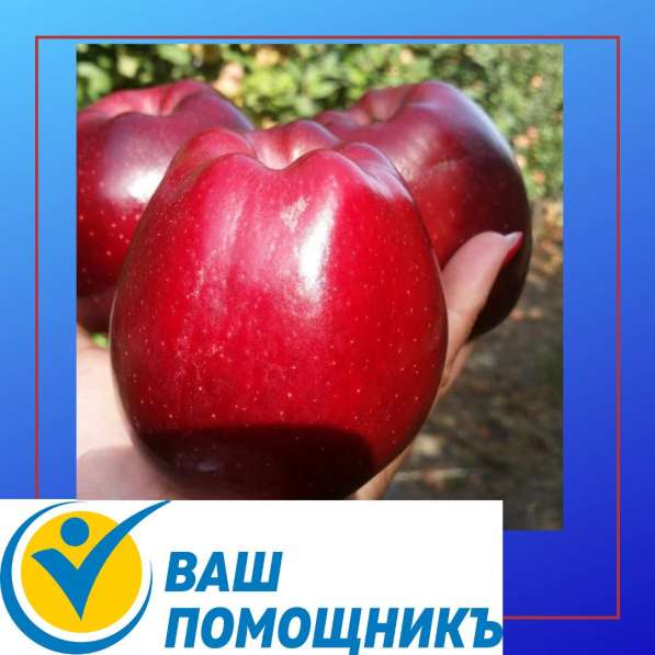 Сборщик яблок