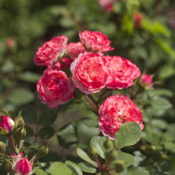 Саженцы роз в горшках с землей в Москве фото 4