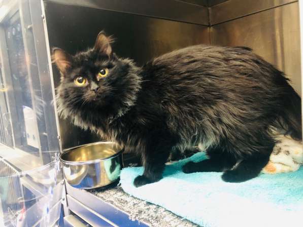 Красавец Пастернак ищет дом в Москве фото 6