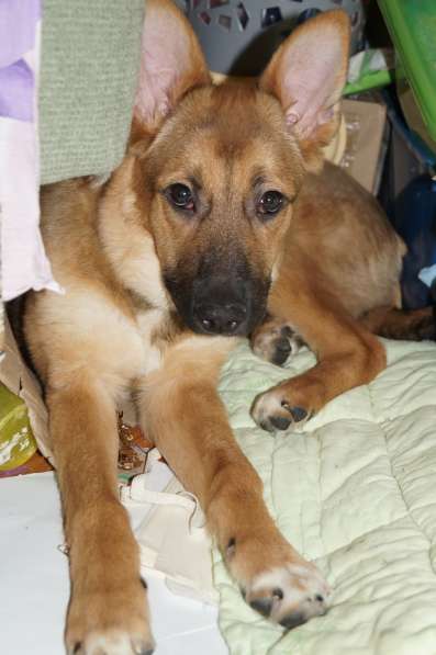 Ника, семейная собака ищет дом в Бронницах фото 12