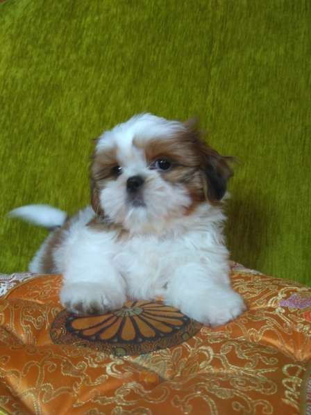 Щенки ши-тцу в Москве фото 9