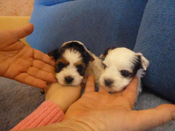 Бивер йоркширский терьер в Балаково фото 14