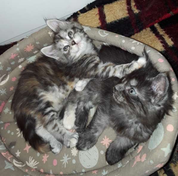 Котята Мейн-кун метисы в Наро-Фоминске фото 14