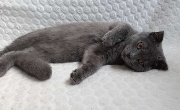 Британские котята в фото 5