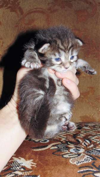 Котёнок мейн кун в Черняховске фото 4