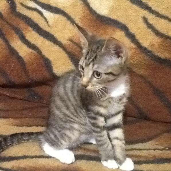 В добрые руки в Барнауле фото 3