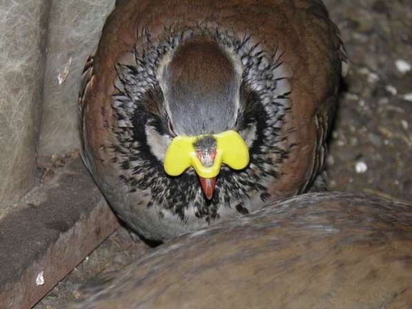 Очки для птиц шоры фазан кеклик петух куры размер S (малый) в Астрахани фото 8