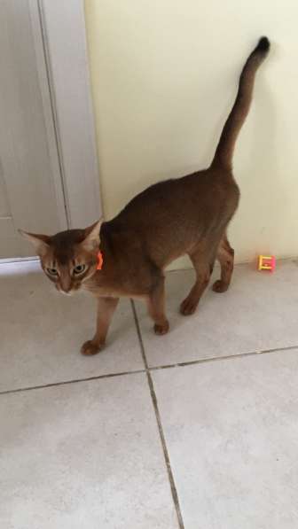 Абиссинский кот. Вязка в Москве фото 6