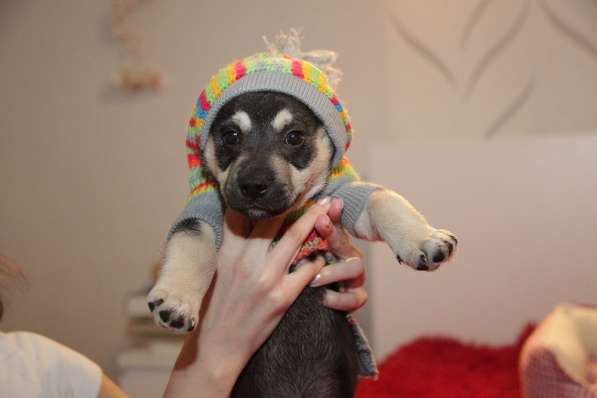 Щенок коротколапик Умка ищет семью! в Москве фото 6