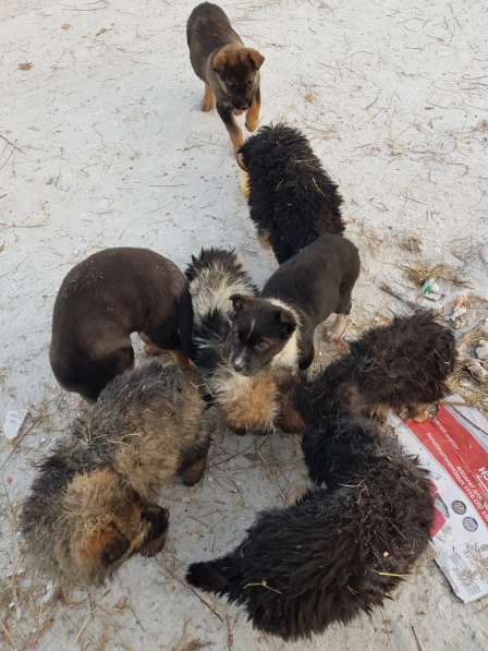 SOS!!! Спасите щенков 13 штук замерзают у сторожки в Чите
