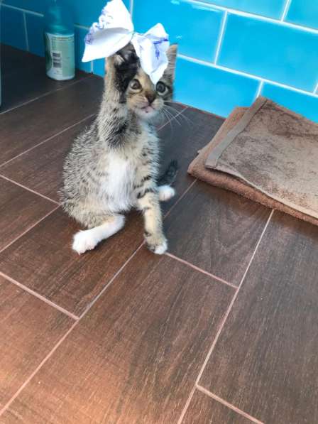 Срочно нужены любящие хозяева