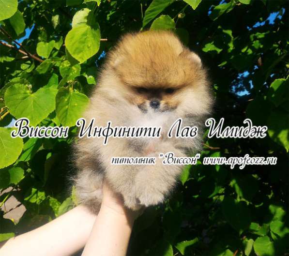 Самые очаровательные и привлекательные в Подольске фото 3