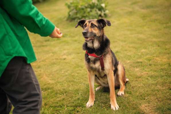 Ласка - дружелюбная, совершенно неконфликтная мудрая собака в Москве фото 9