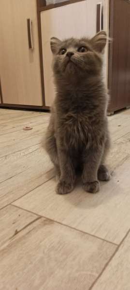 В добрые руки: Кошечка серого цвета в Оренбурге фото 5