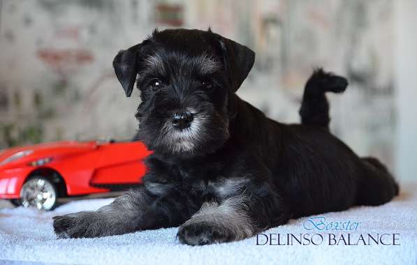 Шикарные щенки цвергшнауцера окраса черный с серебром в фото 15