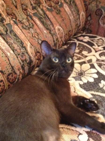 Продам замечательного котика породы бурма в Санкт-Петербурге фото 3
