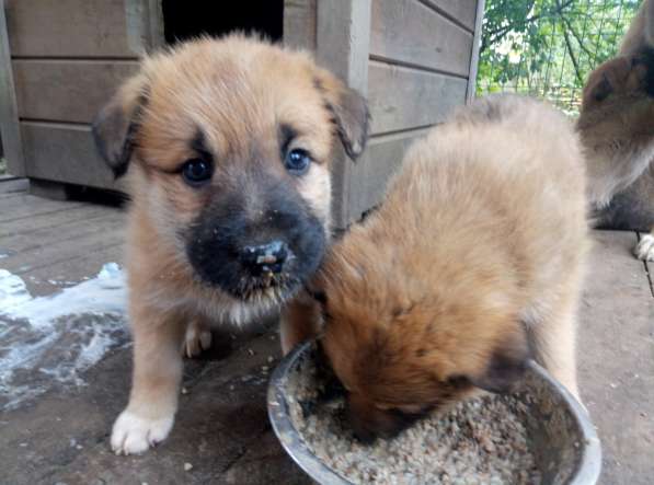 Замечательные щенки в добрые руки в Химках фото 10