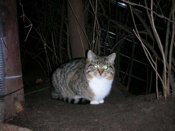 В добрые руки