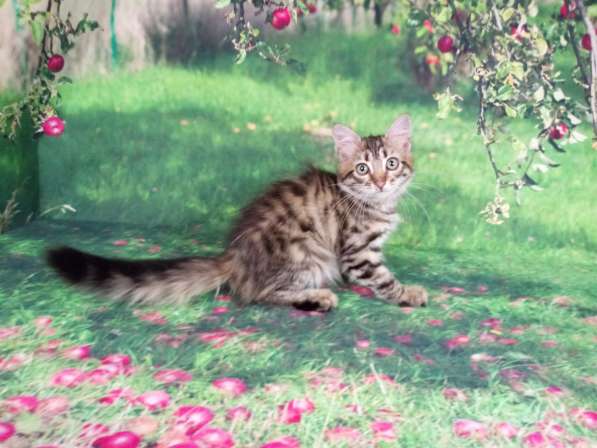 Сибирские котята в Апрелевке фото 5