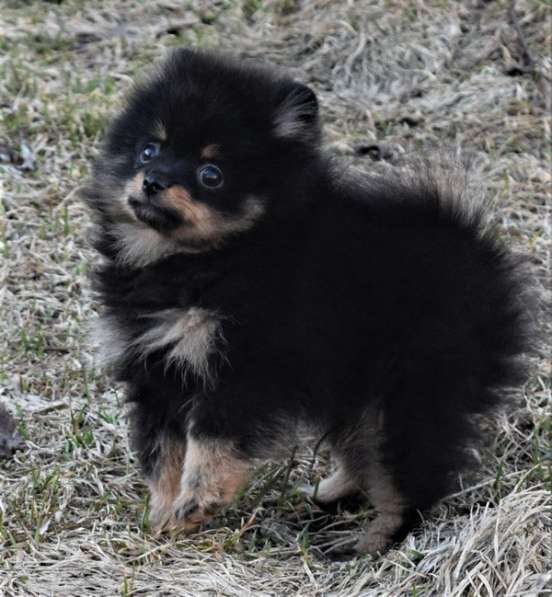 Красавчик в Москве фото 16