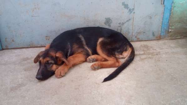 Щенок немецкой овчарки девочка с родословной в Симферополе фото 14