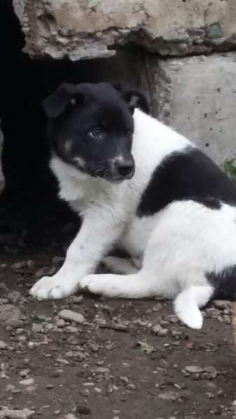 Щенки ищут хозяина в Красноярске фото 16