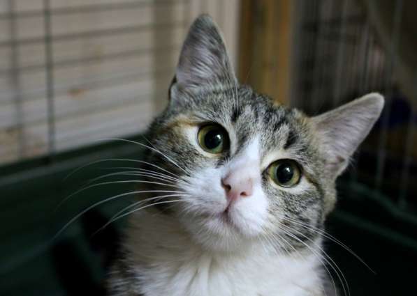 Милая Тесси мечтает стать домашней в Москве фото 9