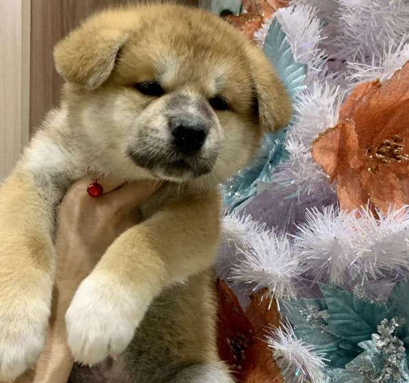 Щенки Акита-ину в Москве фото 23