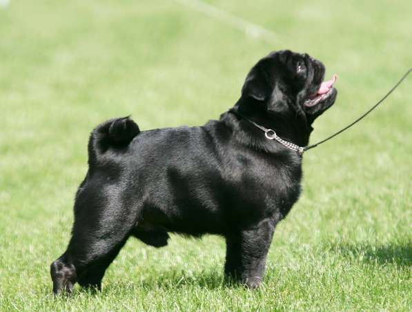 Подрощенная девочка мопсик в Москве фото 15