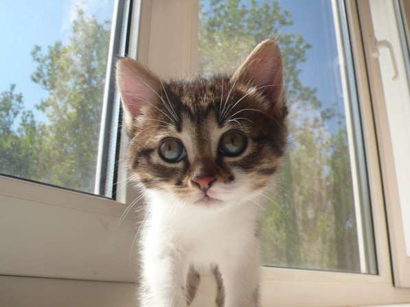 Котята Севастополь. Прекрасная девочка в добрые руки! в Севастополе фото 15