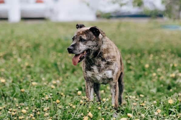 Тайгер - пес с необычным окрасом ищет хозяина в Москве фото 4