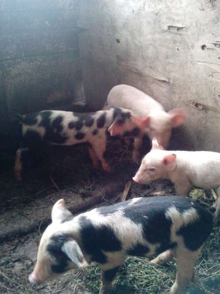 Поросята и свиньи в Волгограде фото 3