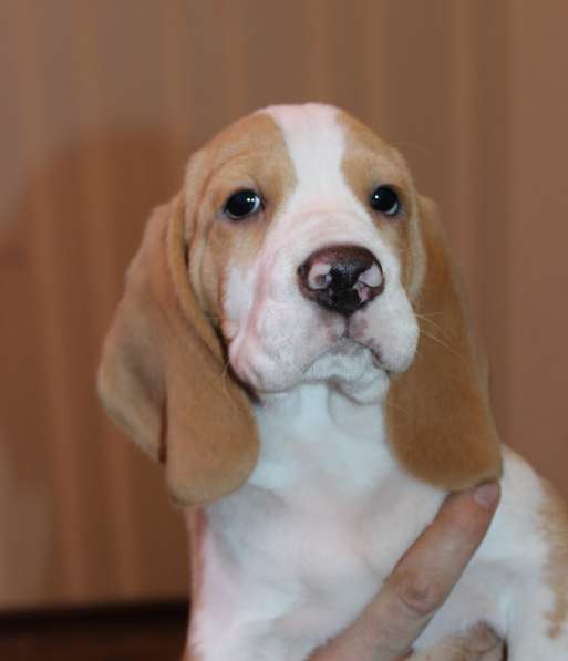 Щенки бигля в Тосно фото 16