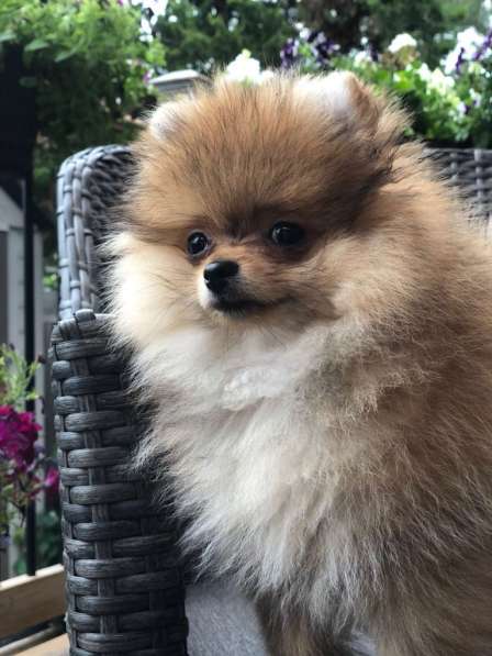 Мини-мишка девочка померанского шпица. Крошечная в фото 6