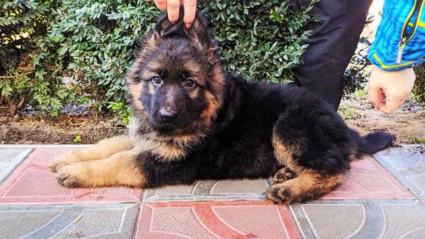 Щенки овчарки Питомник в фото 27