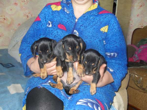 Породистые щенки карликовой таксы в Саратове фото 11