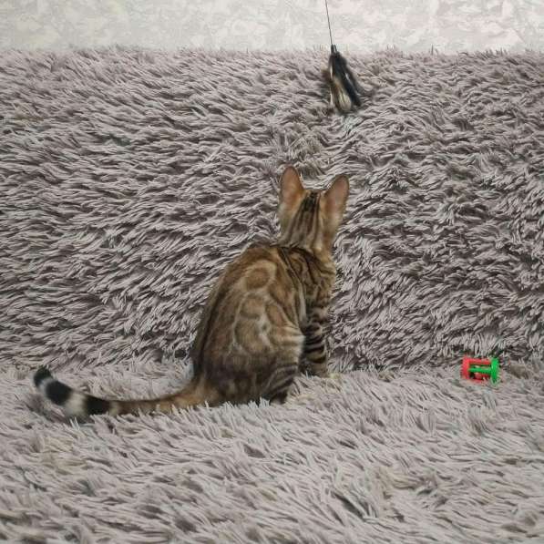 Бенгальская яркая девочка в Москве фото 4