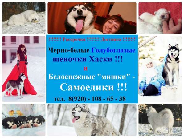 Щенки Сибирской хаски. черно-белые в Тутаево