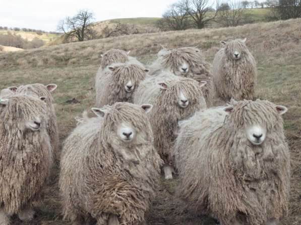 Племенные овцы Линкольн (Скот из Европы класса Элита Рекорд) в фото 3